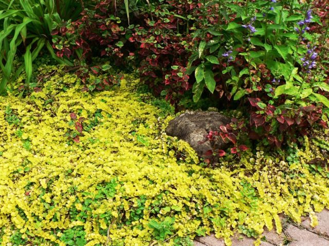 Monetary loosestrife: planting and care, photos in landscape design