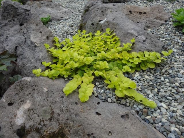 Monetary loosestrife: planting and care, photos in landscape design