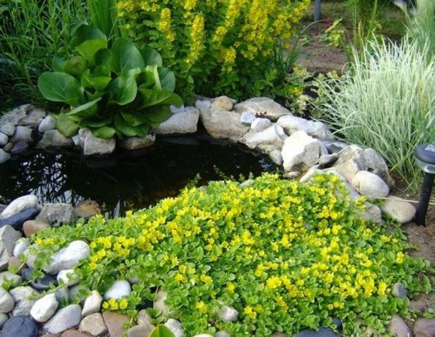 Monetary loosestrife: planting and care, photos in landscape design