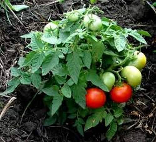 Mongolian dwarf tomato