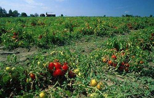 Mongolian dwarf tomato