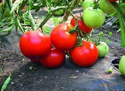 Mongolian dwarf tomato