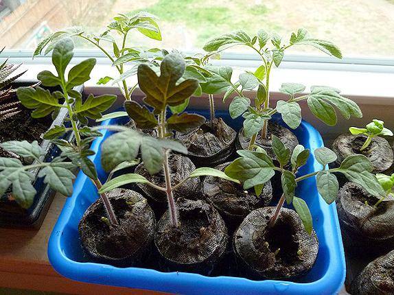 Mongolian dwarf tomato