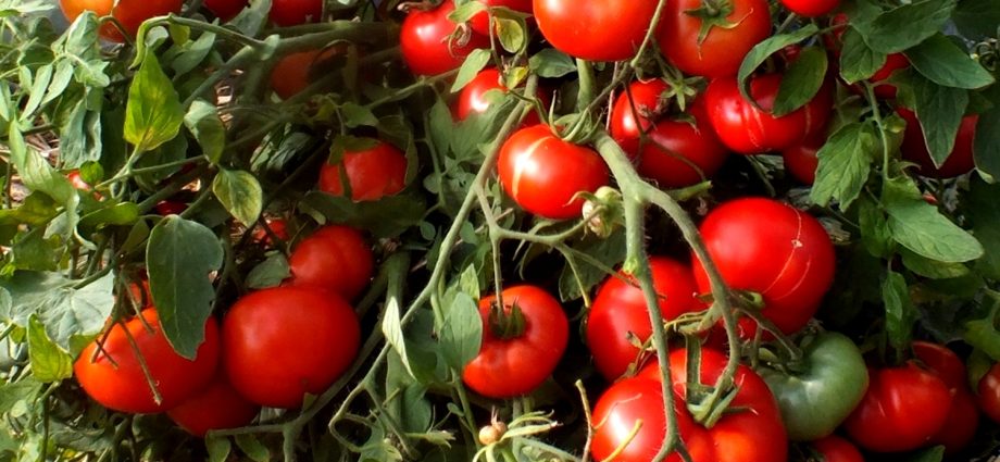 Mongolian dwarf tomato