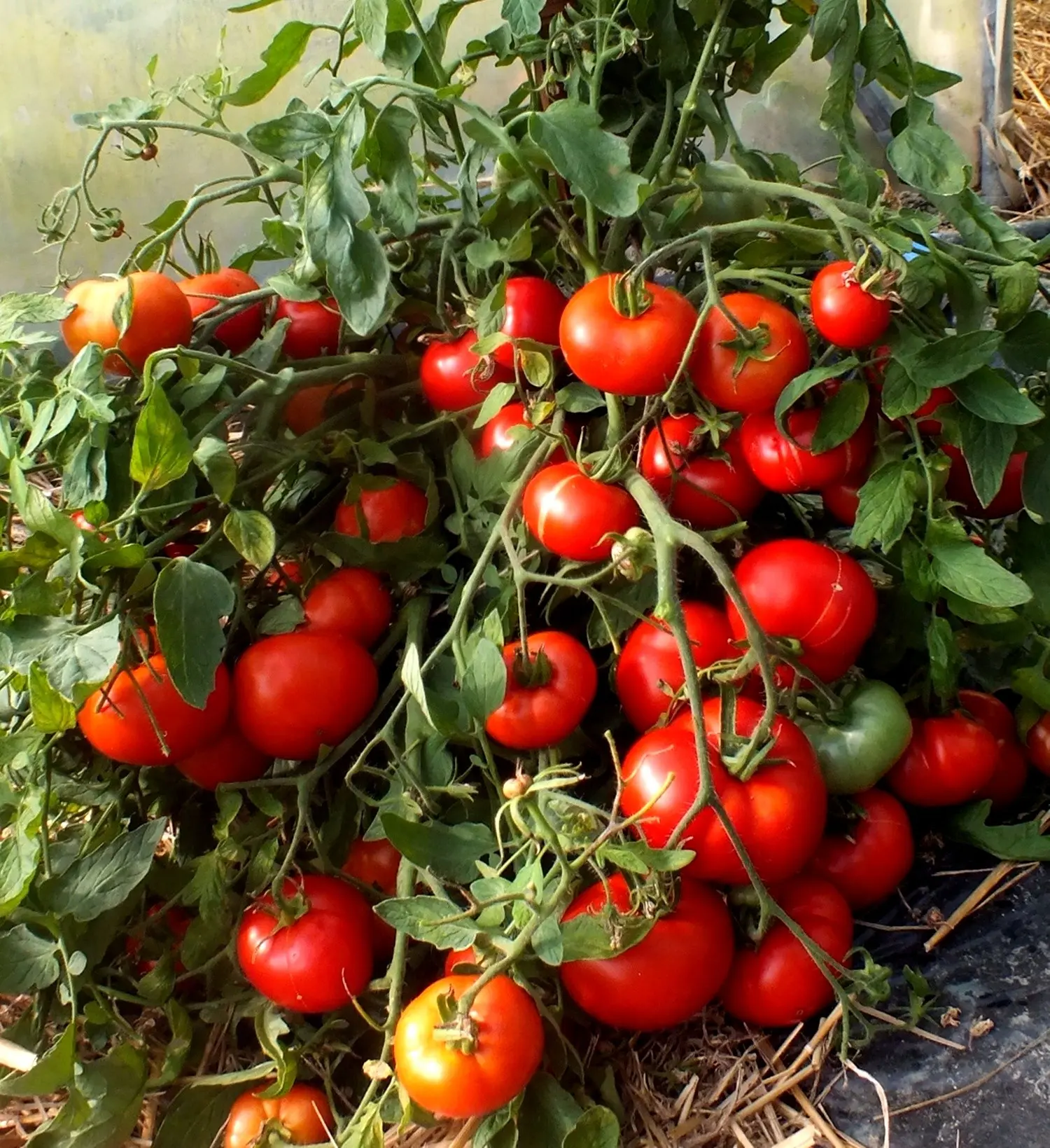 Mongolian dwarf tomato