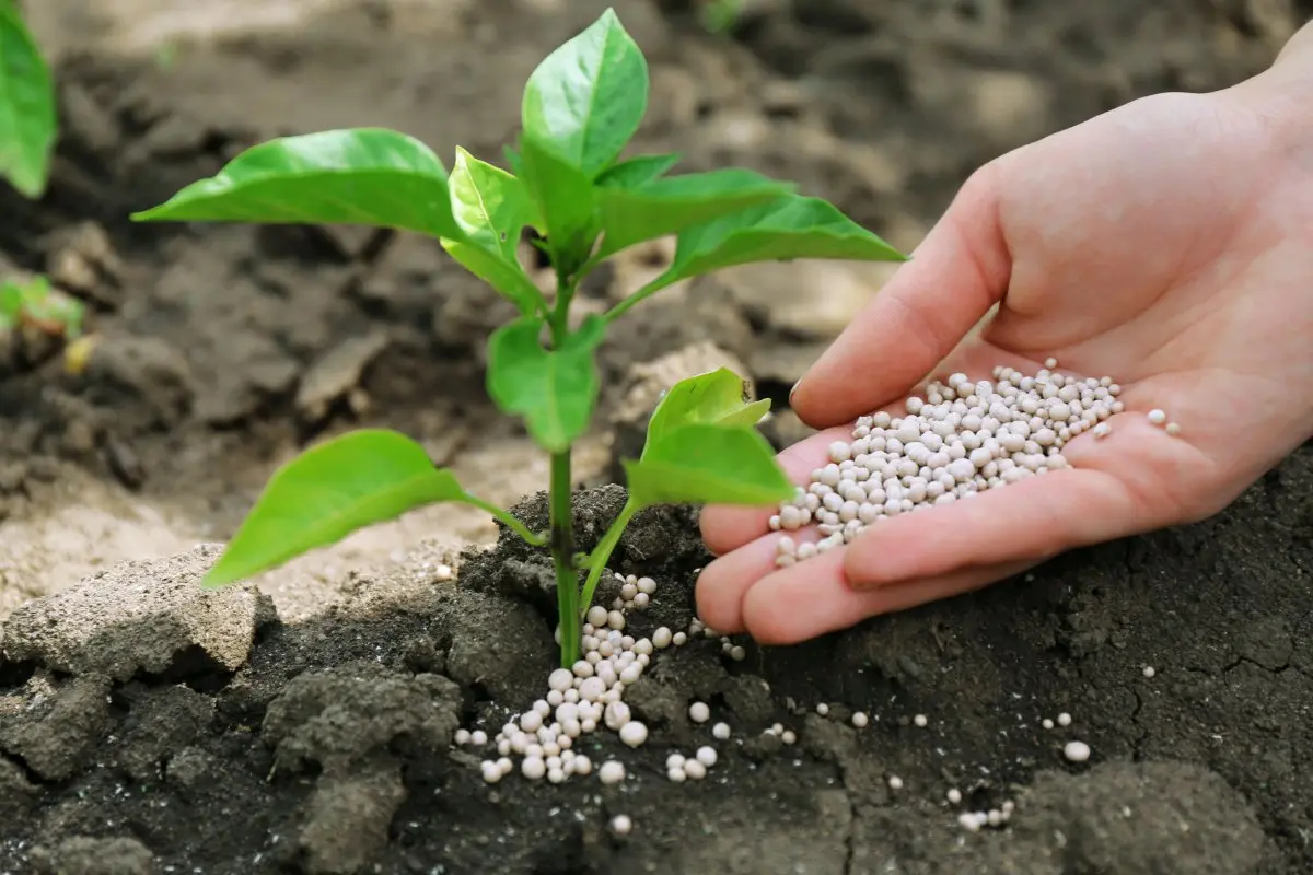 Monopotassium phosphate: fertilizer application for growing various crops