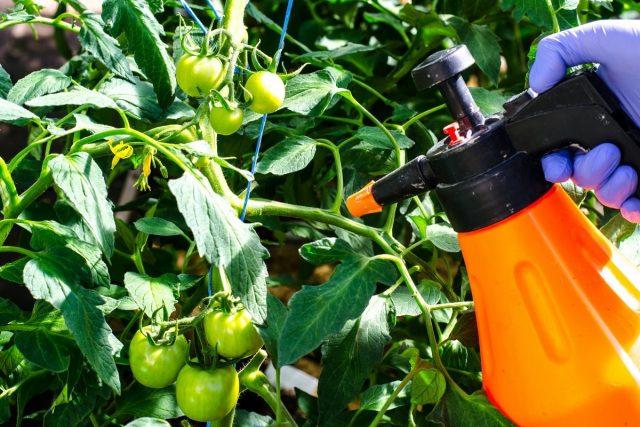 Monopotassium phosphate for feeding tomatoes: application, dosage for seedlings