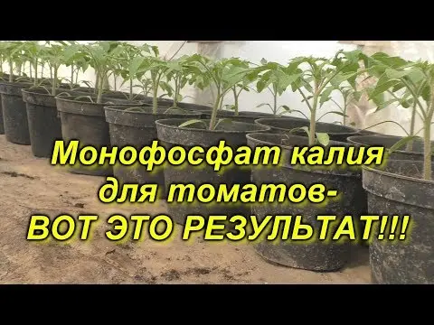 Monopotassium phosphate for feeding tomatoes: application, dosage for seedlings