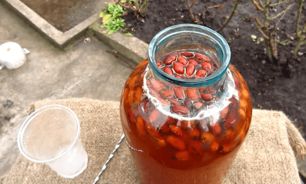 Moonshine on hawthorn