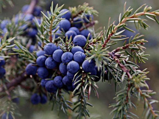 Moonshine recipes on juniper berries