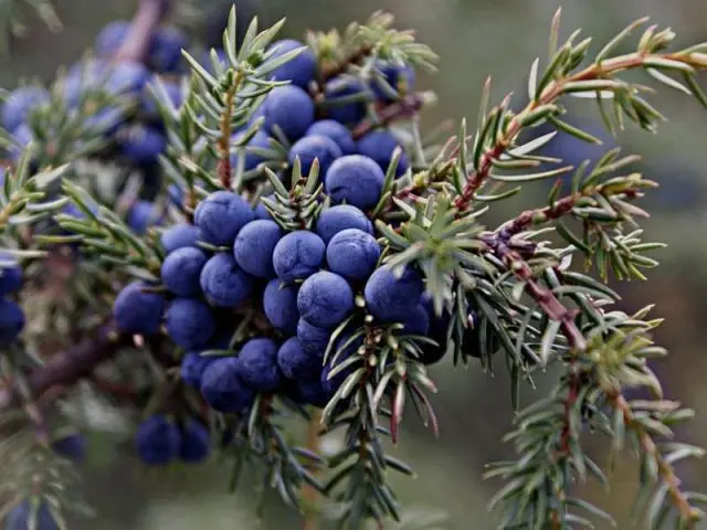 Moonshine recipes on juniper berries