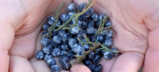 Moonshine recipes on juniper berries