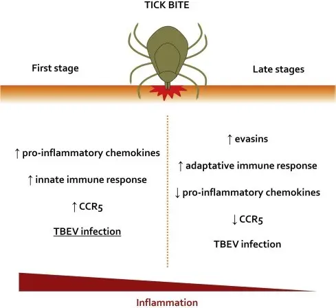 More and more Poles suffer from tick-borne encephalitis. What is this disease?