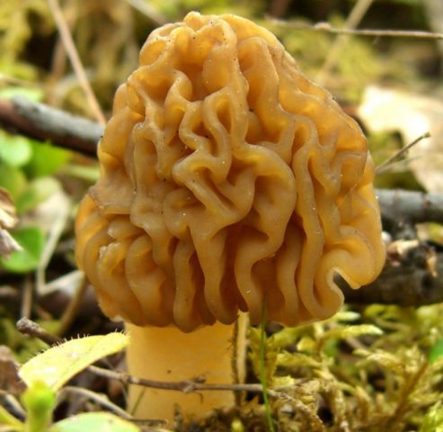 Morel cap mushroom: photo and description, edibility