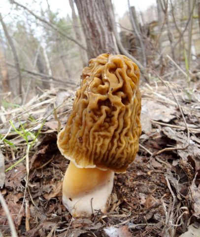 Morel cap mushroom: photo and description, edibility