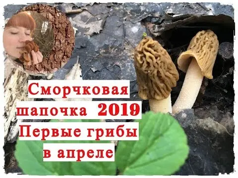 Morel cap mushroom: photo and description, edibility