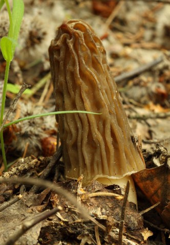 Morel cap mushroom: photo and description, edibility