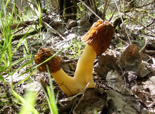 Morel cap mushroom: photo and description, edibility