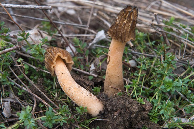 Morel cap mushroom: photo and description, edibility