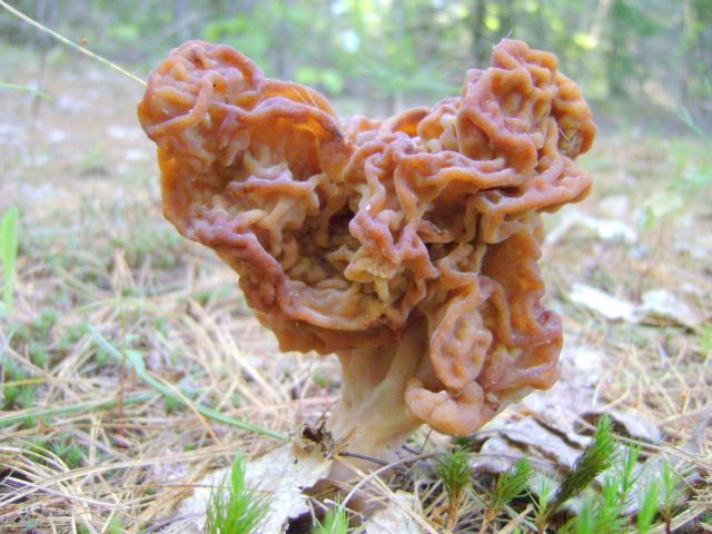 Morel cap mushroom: photo and description, edibility