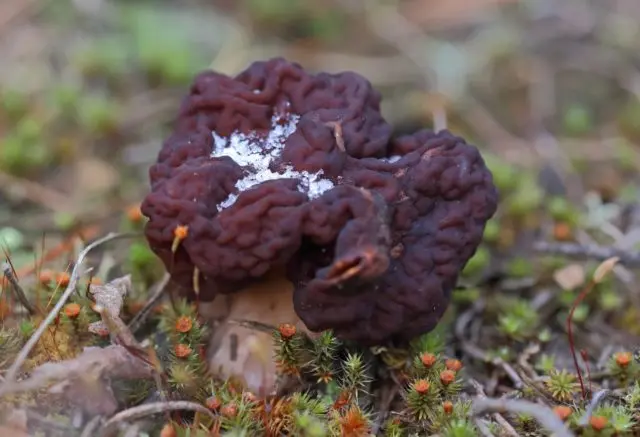 Morel cap mushroom: photo and description, edibility