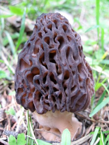 Morel cap mushroom: photo and description, edibility