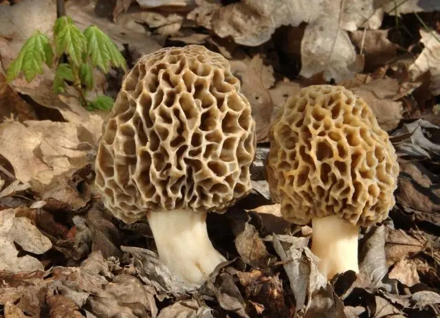 Morel cap mushroom: photo and description, edibility