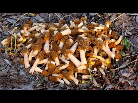 Morel cap (Verpa bohemica) photo and description