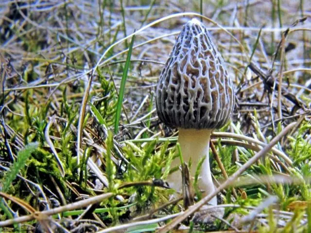 Morel conical: photo and description