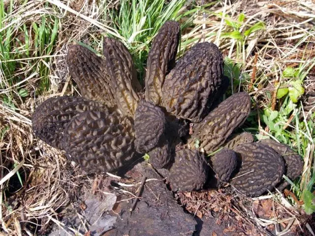 Morel conical: photo and description