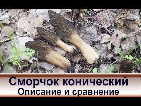 Morel conical: photo and description