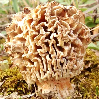 Morel cultivation technology