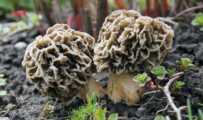 Morel cultivation technology