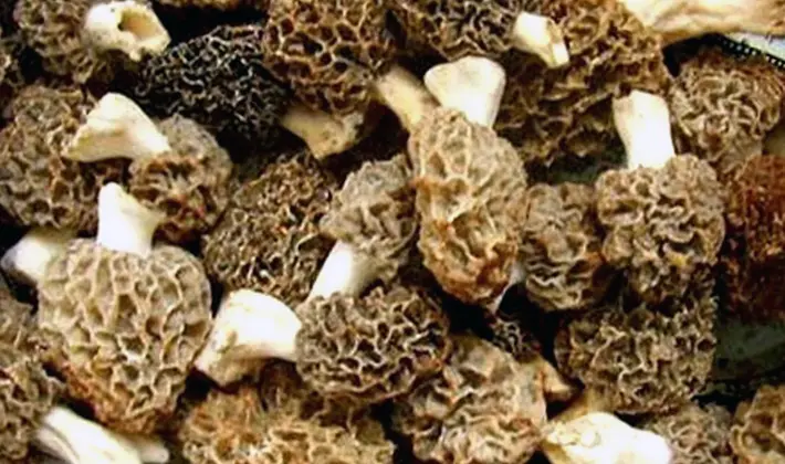 Morel cultivation technology