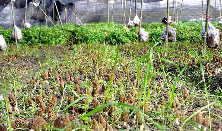 Morel cultivation technology