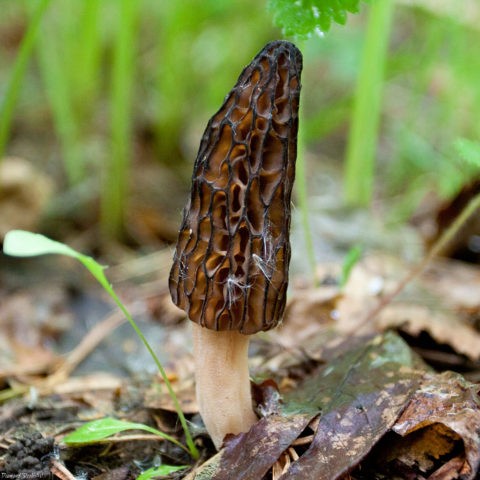 Morel high: photo and description