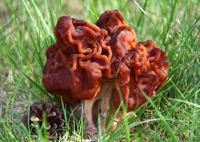 Morel high: photo and description