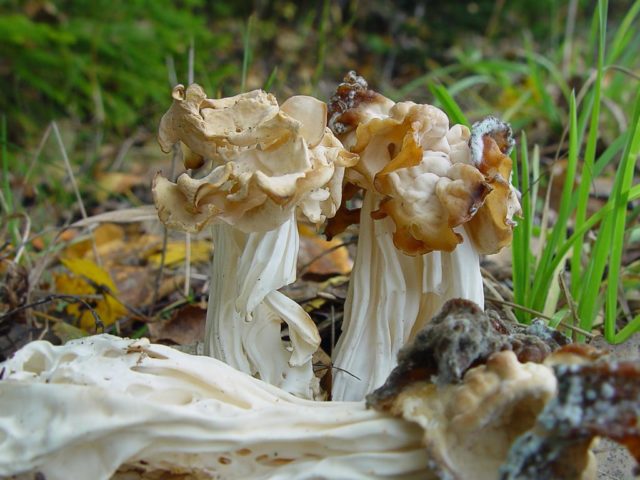 Morel high: photo and description