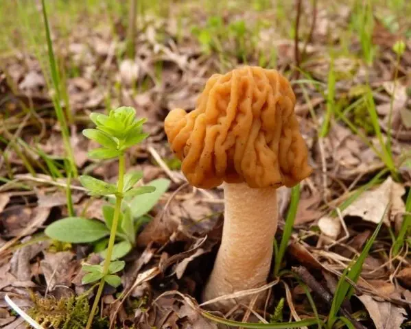 Morel high: photo and description