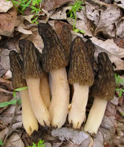 Morel high: photo and description