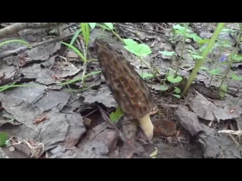 Morel high: photo and description