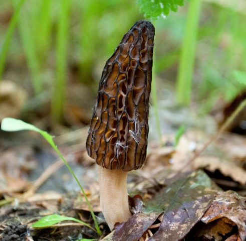 Morel mushrooms: photos of edible and inedible, description, benefits and harms