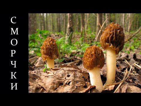 Morel mushrooms: photos of edible and inedible, description, benefits and harms