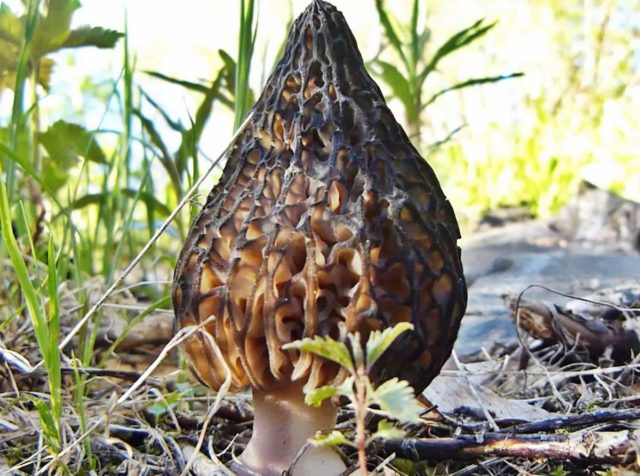 Morel mushrooms: photos of edible and inedible, description, benefits and harms