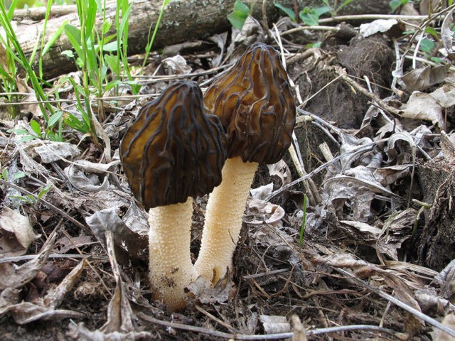 Morel mushrooms: photos of edible and inedible, description, benefits and harms