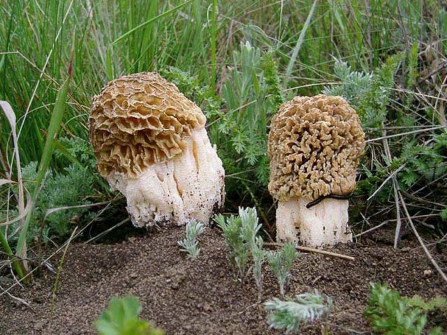 Morel mushrooms: photos of edible and inedible, description, benefits and harms