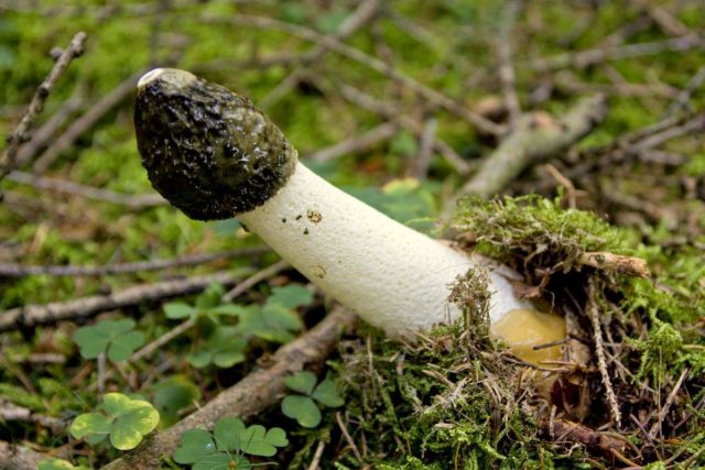 Morel mushrooms: photos of edible and inedible, description, benefits and harms