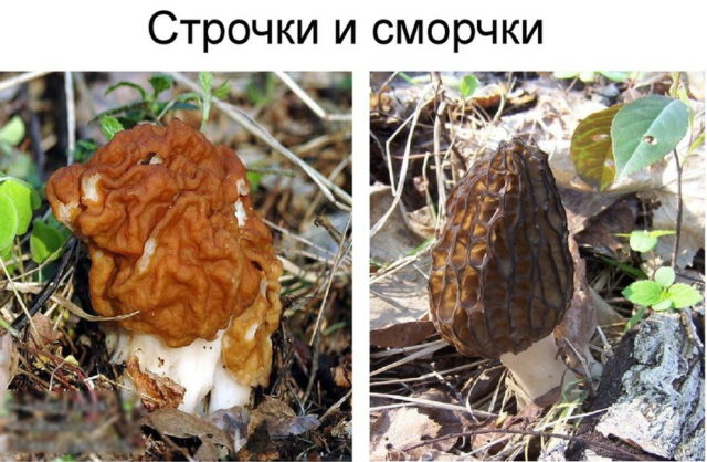 Morel mushrooms: photos of edible and inedible, description, benefits and harms