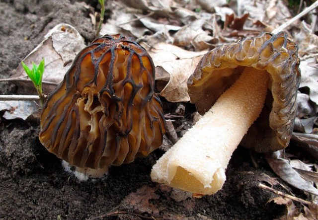 Morel semi-free: description and photo