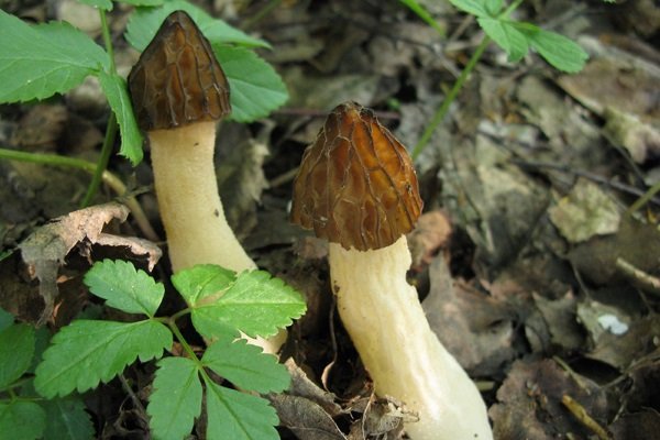 Morel semi-free: description and photo